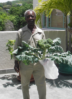 Organic Farmer Shows Off Freshly Harvested Broccoli