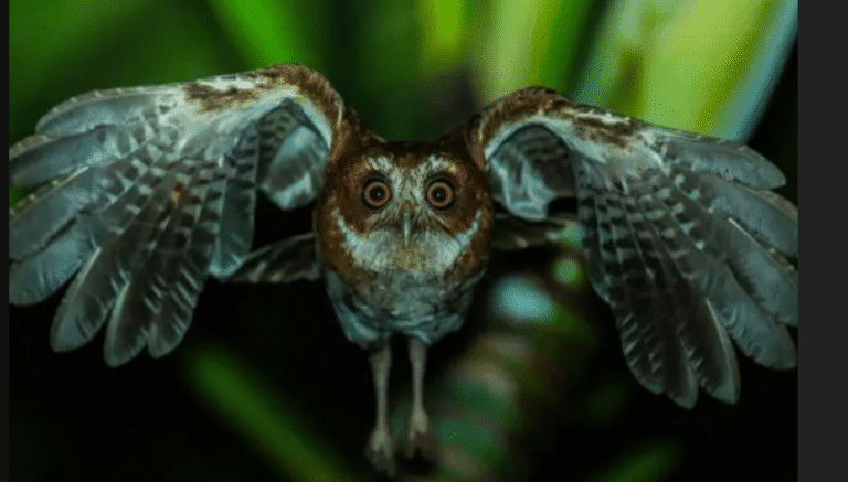 Puerto Rican Screech Owl (Megascops nudipes) of which the Virgin Islands Screech (Otus nudipes newtoni) is a subspecies.