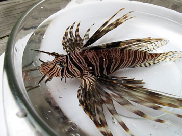 Marine Industry Businessmen See Threat of Lionfish to Ecology and Economy