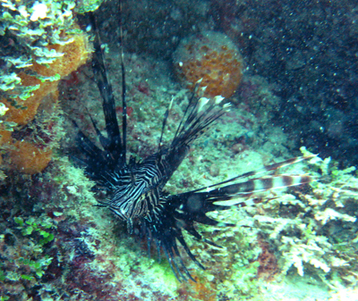 Fourth Lionfish Caught in St. John Waters