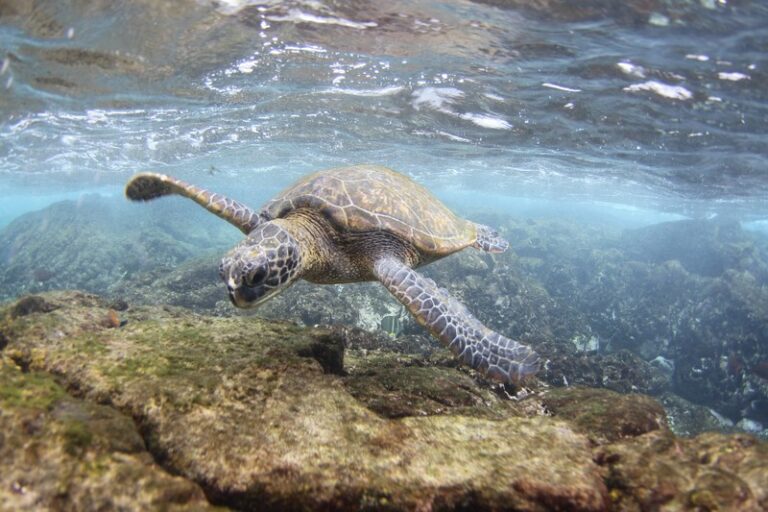 Pytlik Spearheads Crusade  To End Turtle Hunting in BVI