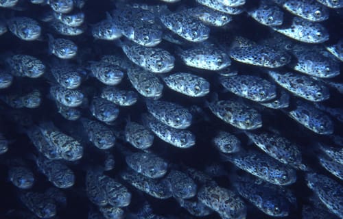 Puffers in Paradise: Juvenile Balloonfish Congregate in Local Waters