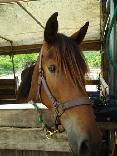 Learn How To Ride Horses at Carolina Corral