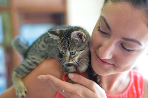 Kittens Rule at St. John Animal Care Center