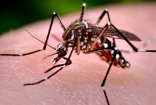 Residents Encouraged To Protect Against Virus from Mosquito Bites