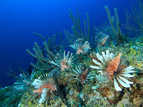Marine Industry Businessmen See Threat of Lionfish to Ecology and Economy