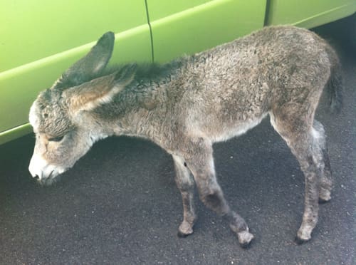Newest Addition to Oriel’s Donkey Herd at Caneel Bay Resort Needs Name