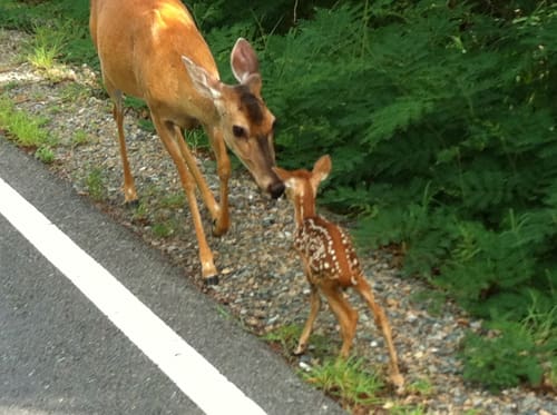 Bambi Is Barely Able To Stand