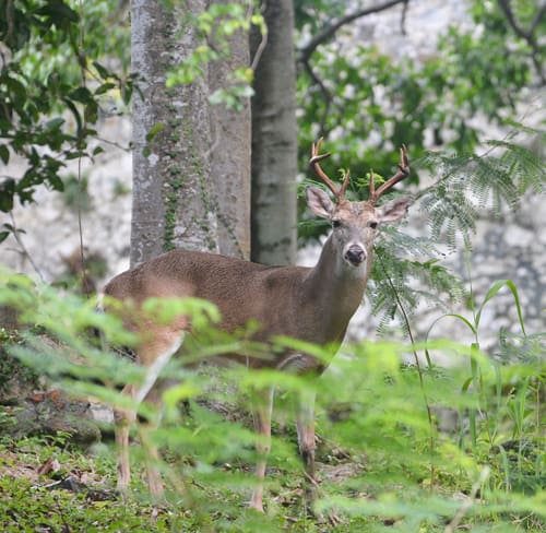 St. John Deer Are Home on the Range  — Especially at Caneel Bay Resort