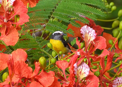 August: Flamboyant Blooms Make Colorful Splash