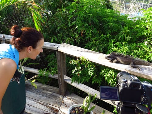 “It Ain’t Easy Being Green” Examines Island Iguana and Human Interaction