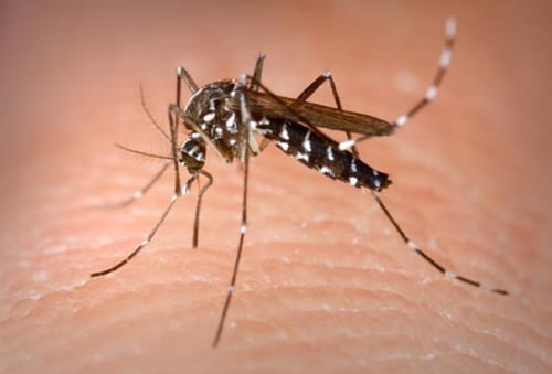 Number of Chikungunya Cases Increase in St. Thomas/St. John District