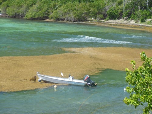 Jeff Miller Talks Sargassum Abundance at Audubon Meeting