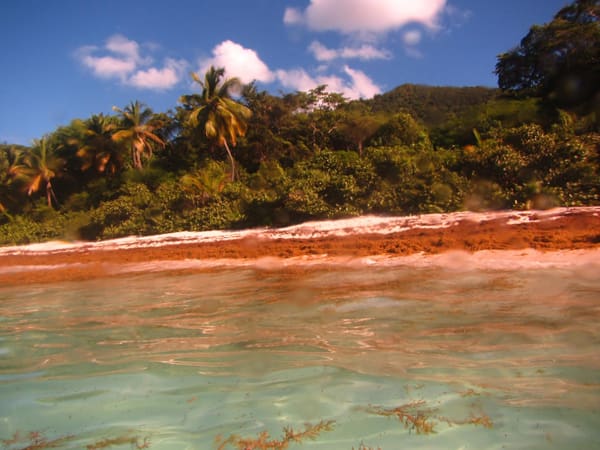 Sargassum Seaweed Hits North Shore Beaches