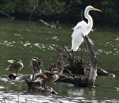 Volunteers Tally More Than 2,000 Birds in Annual Christmas Bird Count