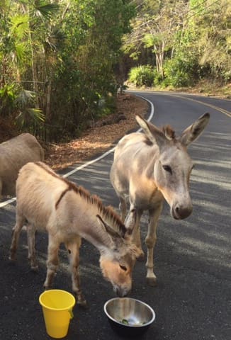 Drought Conditions Spark New Movement To Help Donkeys