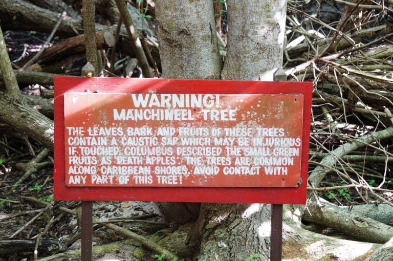 Mixed Up About Manchineel?