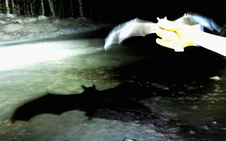 Connecting with Nature – The Secret Service of Bats