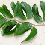 Stinking toe leaves West Indian locust