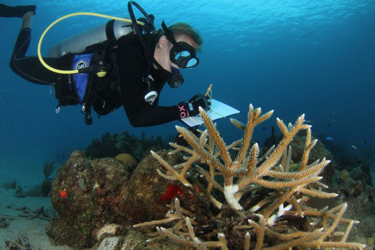 Nature Conservancy Seeks Help Tracking Coral Bleaching