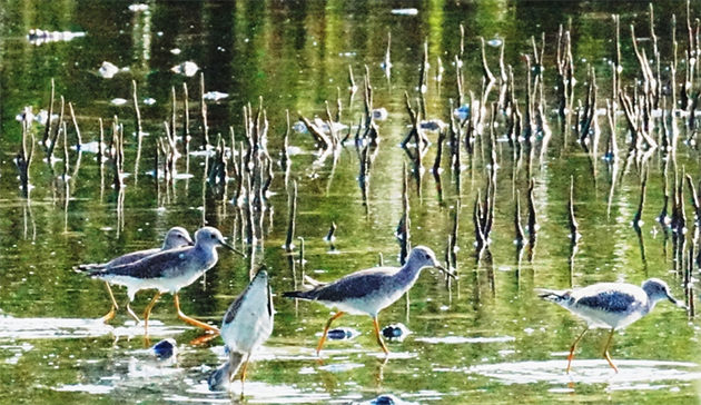 Greater or Lesser Yellowlegs? Look at the Bill