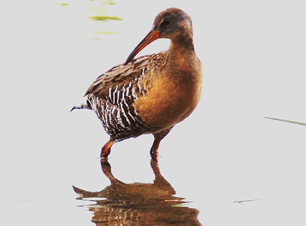 Connecting With Nature – Exhibitionist Clapper Rails
