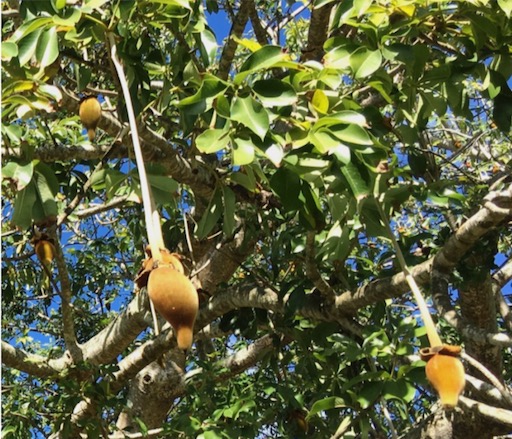 Connecting with Nature: Baobabs on St. Croix have fruit