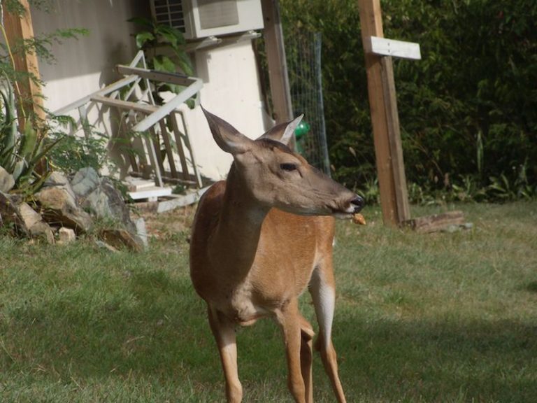 Growing Deer Population Threatens Native Species—or  How Bambi is Morphing into Godzilla
