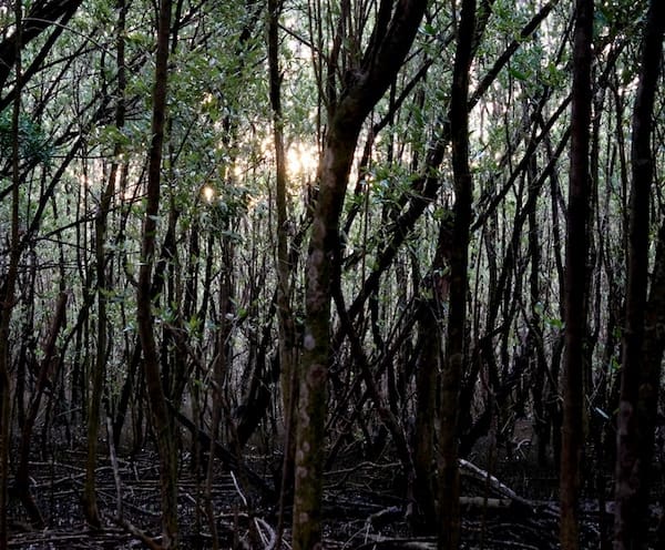 Connecting with Nature: Talking About Trees in Dark Times