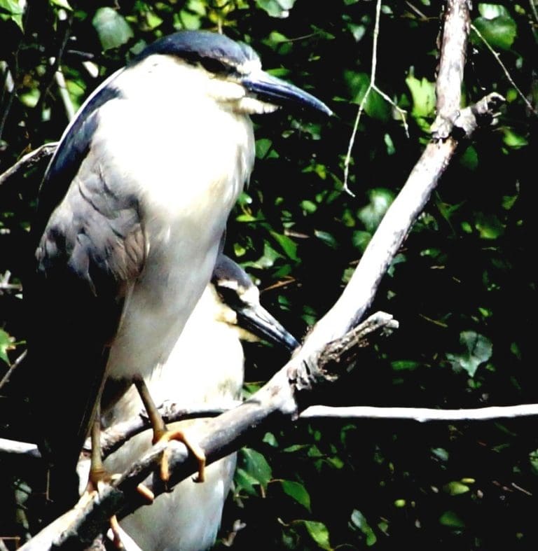 Connecting with Nature: Have You Seen These Secretive Hunters?