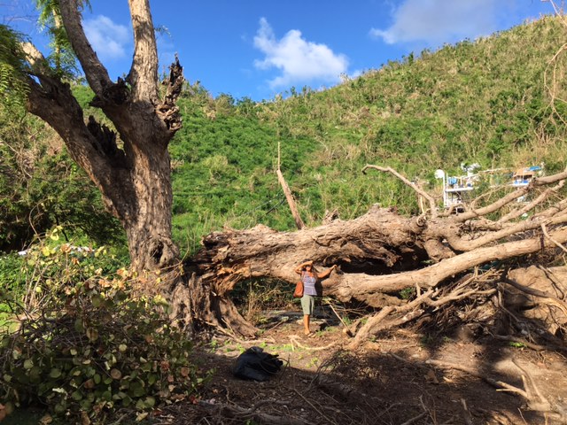Some St. John Trees Struggle to Recover
