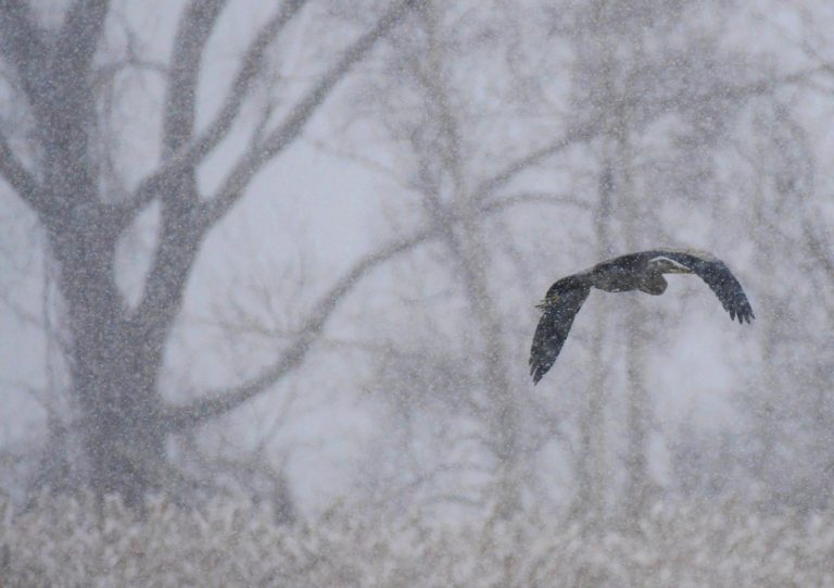 Connecting with Nature: Familiar Faces in the Snow