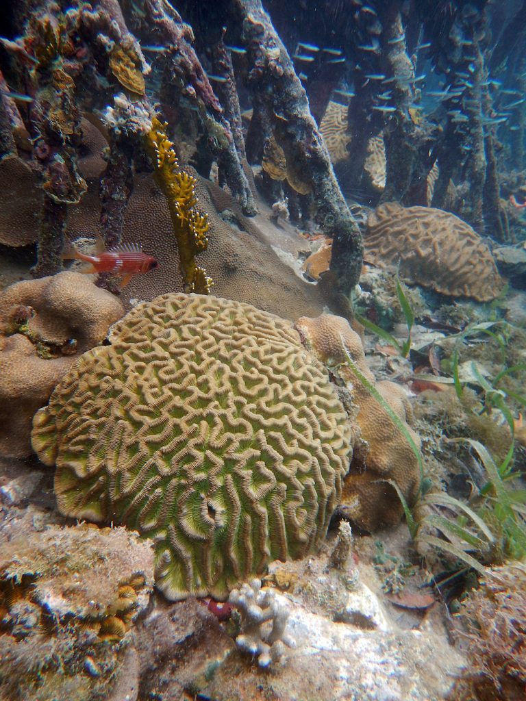 Preserve Paradise: State of Our Coral Reefs
