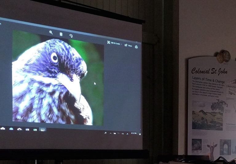 Connecting with Nature: VI Audubon Society Report on St. John Birds