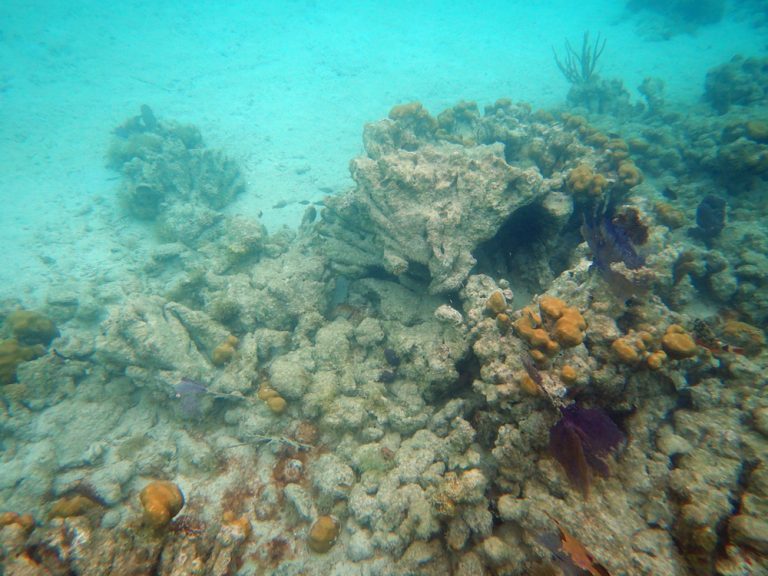Coral Reefs Show Signs of Recovery