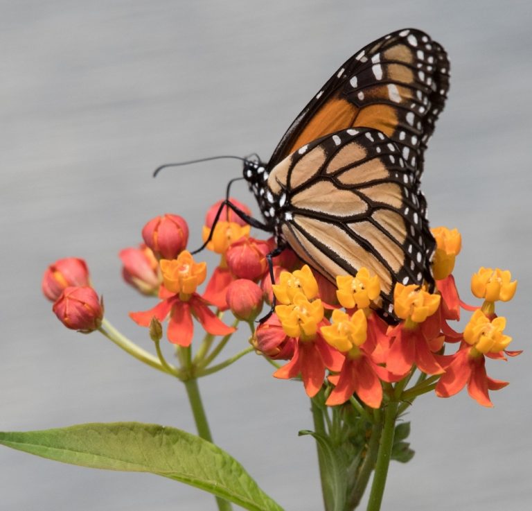 Connecting with Nature: St. John Monarchs and Milkweed