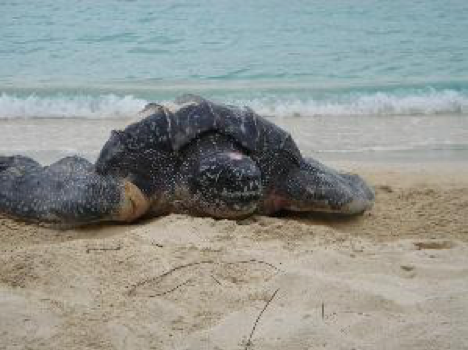 NPS Requests Volunteers to Adopt-A-Beach Sea Turtle Monitoring