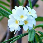 frangipani flowers-8320 cs