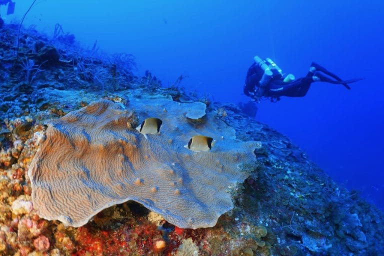 UVI’s Research Diving Earns High Rank in Low Places