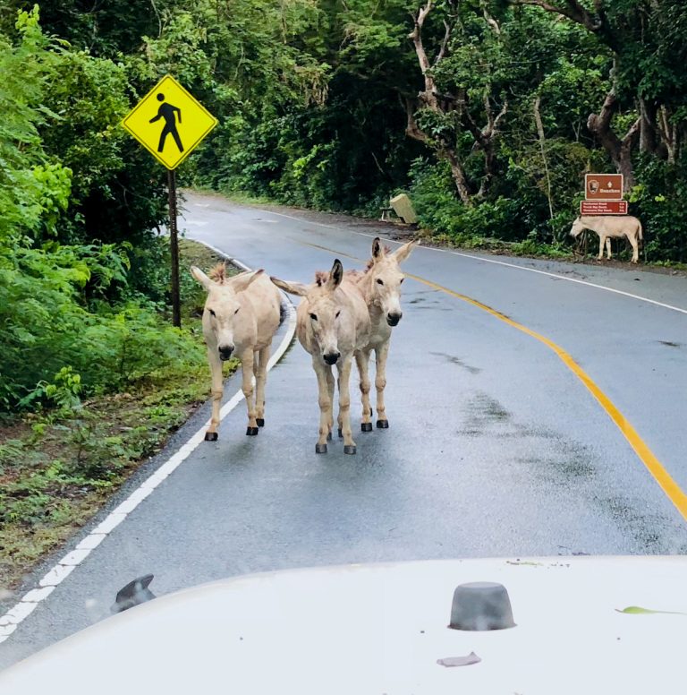 Connecting with Nature: St. John Traffic Report