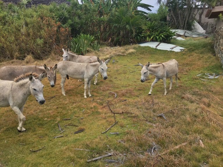 No Suspect in Cruz Bay Animal Cruelty Case; Animal Rescue Worker Menaced