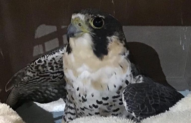 Migrating Falcon is Latest Pellet Gun Victim