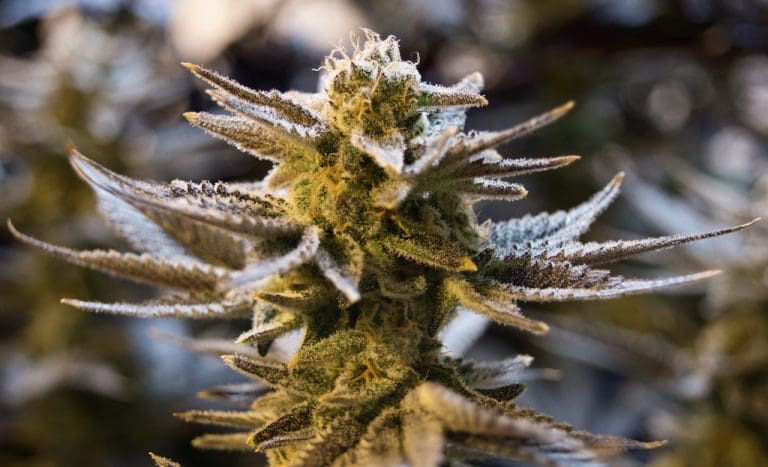Medical Cannabis Poised for Final Senate Vote Friday