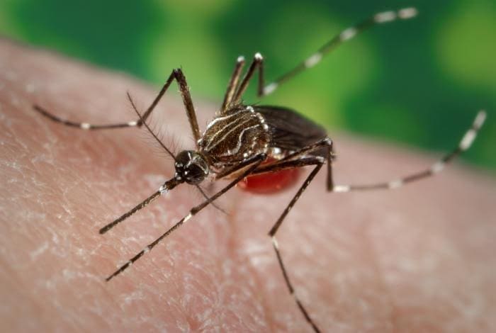 DOH Says No Dengue Cases Since 2017, But Outbreak Still A Possibility