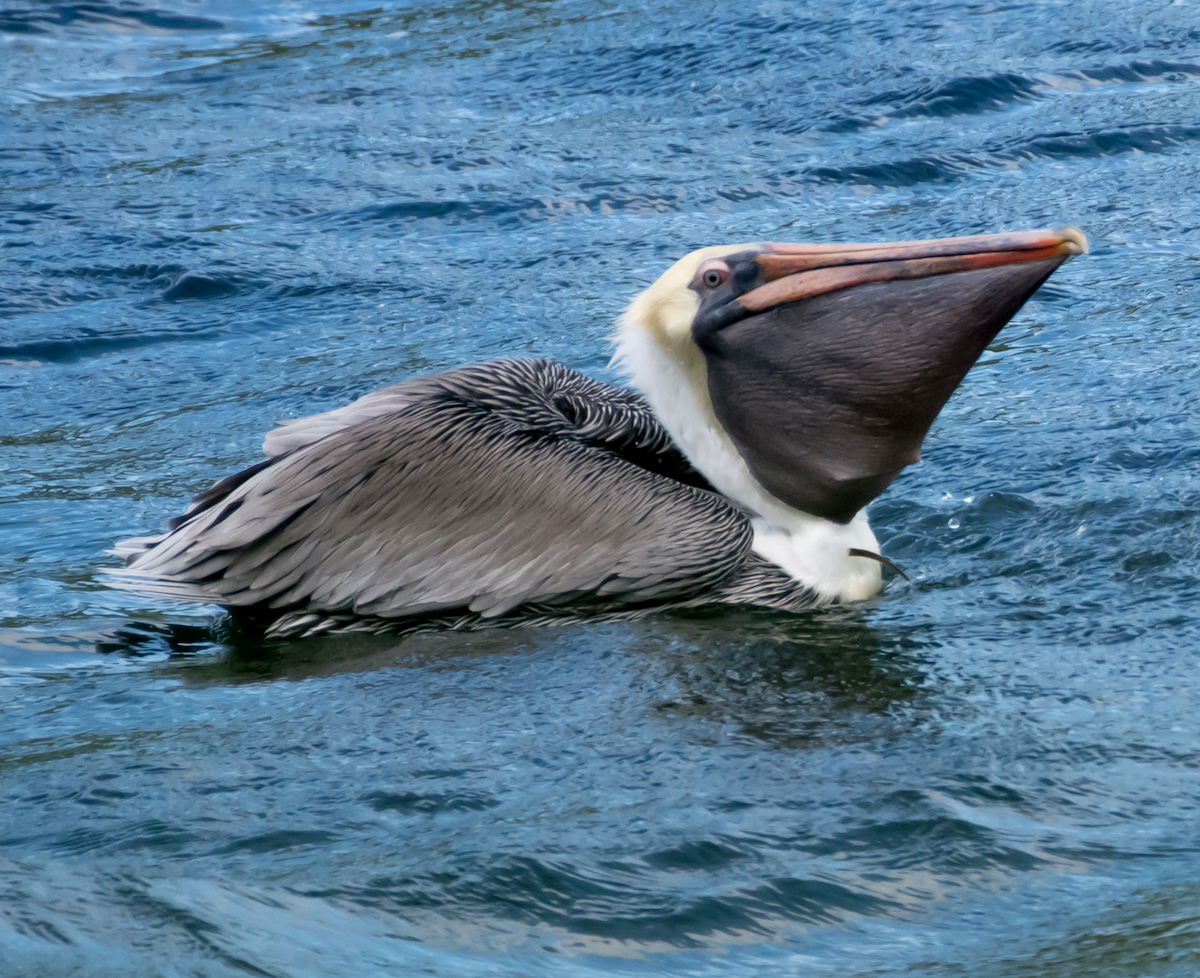 1 pelican Mary Creek 11 2_