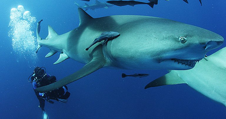 St. John Arts Festival to Screen ‘Sharkwater Extinction’