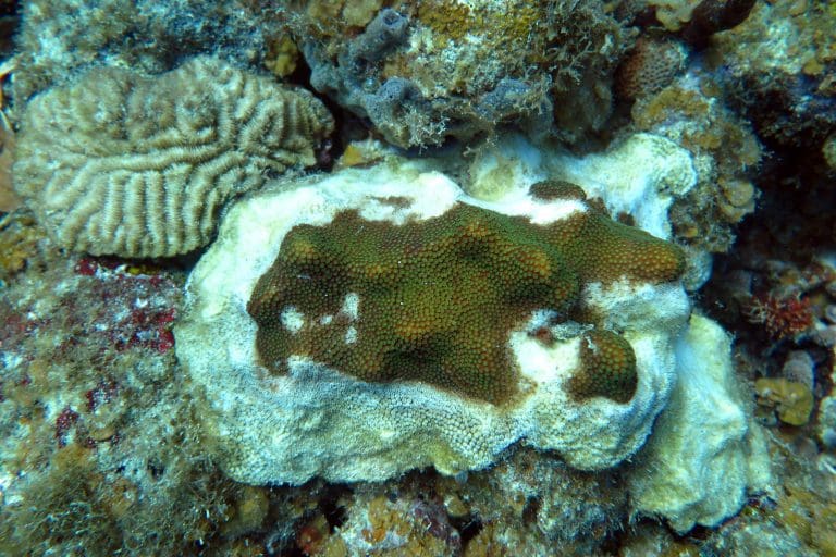Deadly New Disease Attacking V.I. Corals Right Now