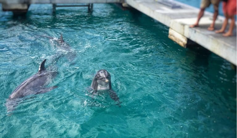 Coral World Answers Concerns About Health of New Dolphins