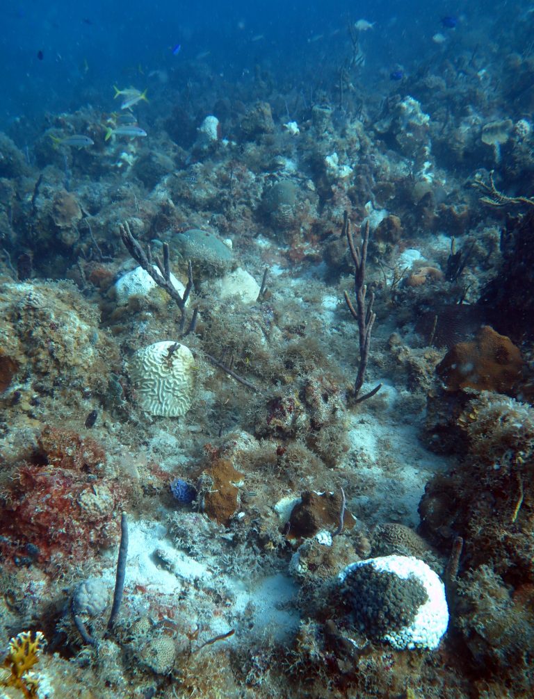 DPNR Warns of Stony Coral Tissue Loss Disease, Asks Public’s Help