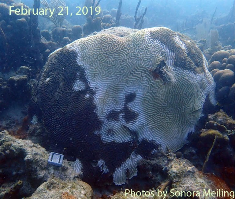 Deadly Coral Disease Found in Multiple Sites